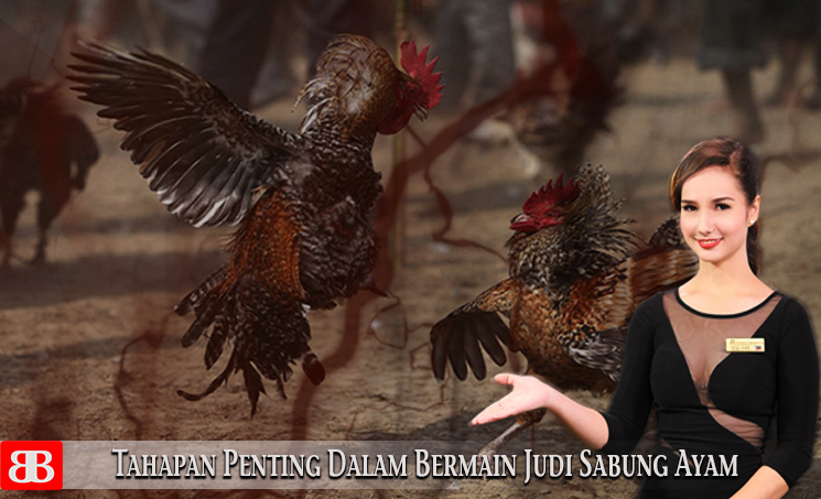 Tahapan Penting Dalam Bermain Judi Sabung Ayam – Situs Penyimpan Artikel  Judi Online
